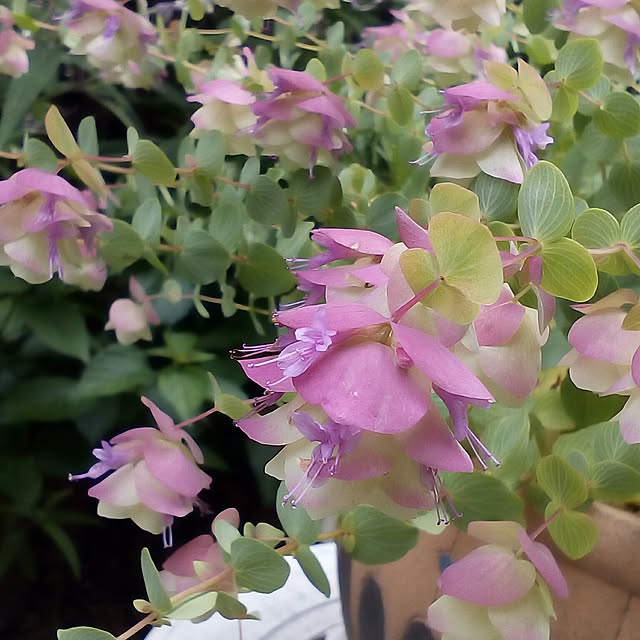 mariagardenさんの実例写真