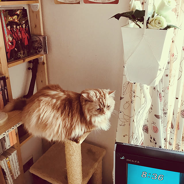 roseさんの実例写真