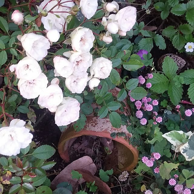 yukkoさんの実例写真