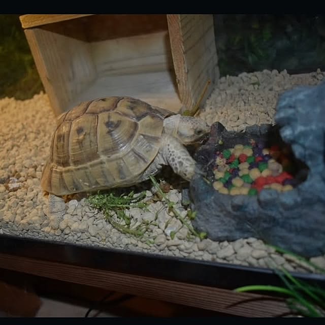 nikoさんの部屋