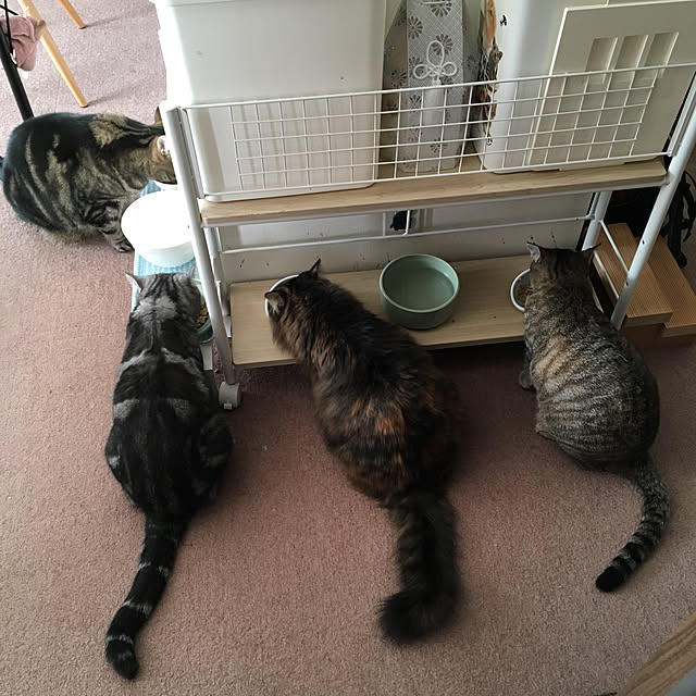 mikomaruさんの実例写真