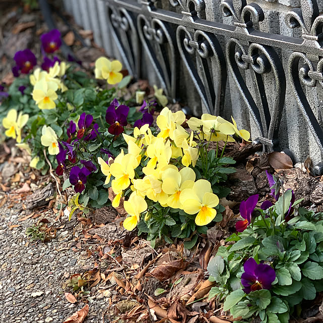 yukarin-gardenさんの実例写真