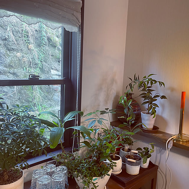 観葉植物/棚のインテリア実例 - 2022-09-21 16:12:56