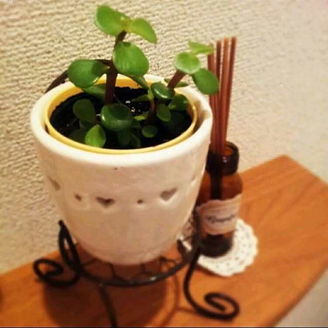 バス/トイレ/セリア/100均/植物のインテリア実例 - 2015-01-01 12:57:59