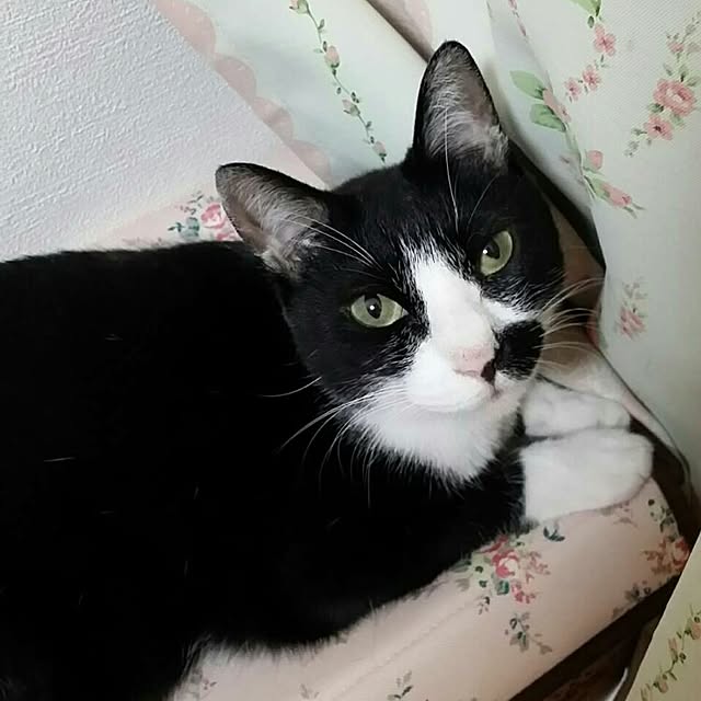chatnoirさんの実例写真
