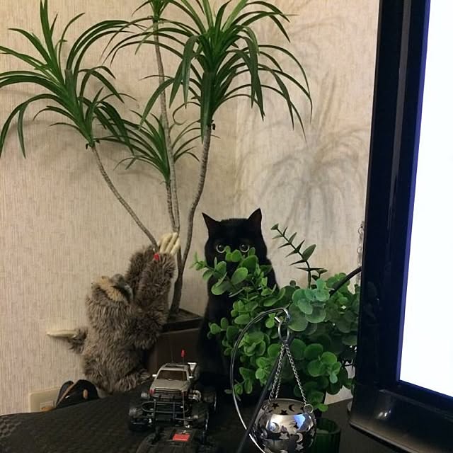 Miさんの実例写真