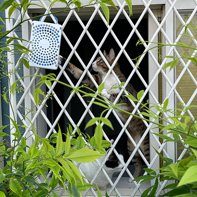 nobikoさんの部屋