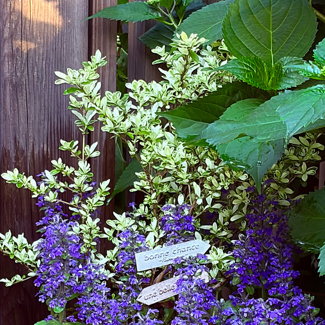 chacoさんの部屋
