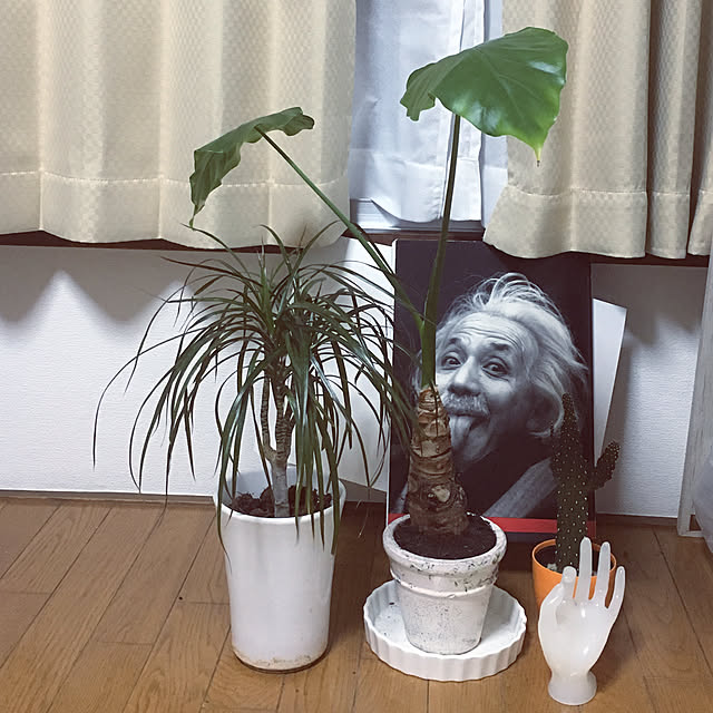 nognoghonhonさんの実例写真