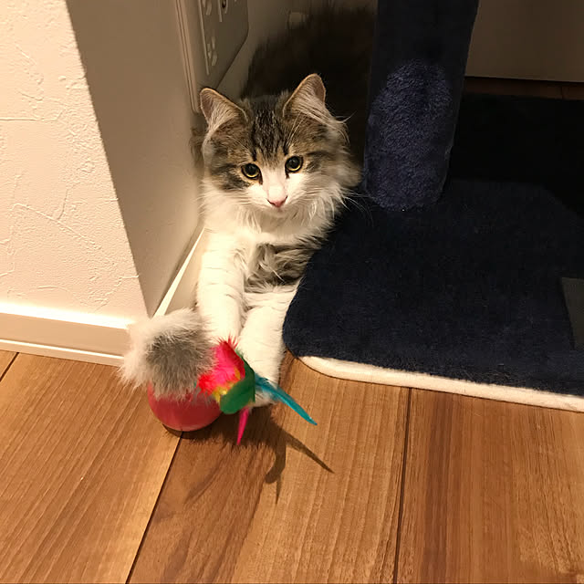 wyさんの実例写真