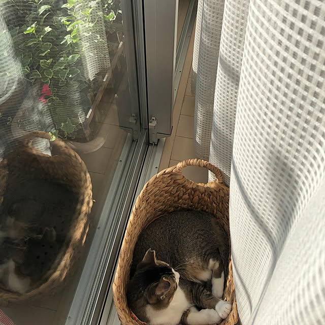 nekomiさんの実例写真