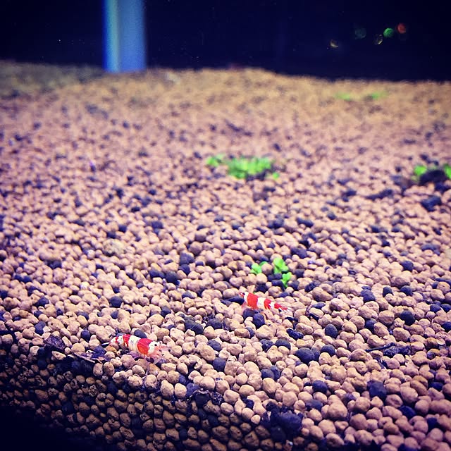 olive.plusさんの実例写真
