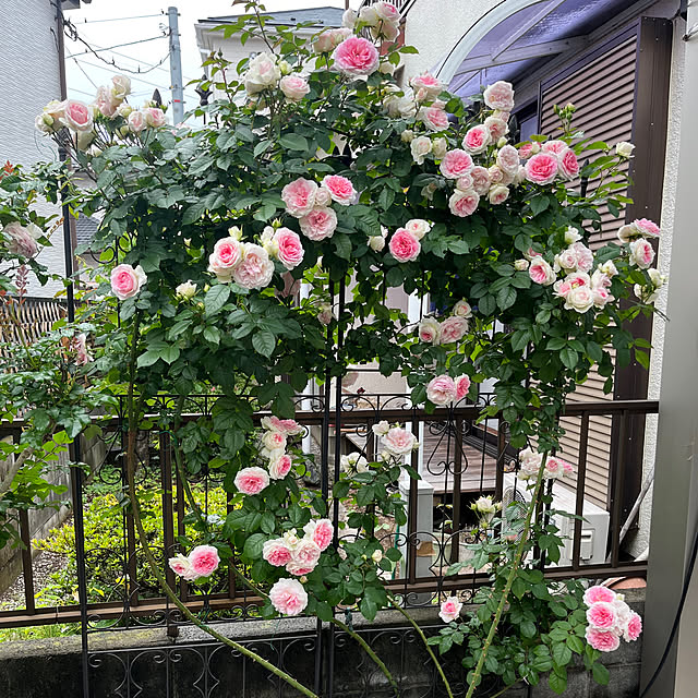 lunaさんの実例写真