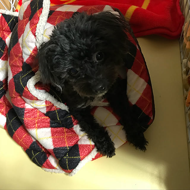 Chipさんの実例写真