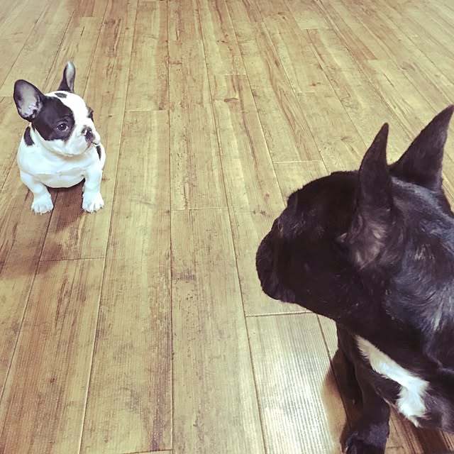 chicoさんの実例写真