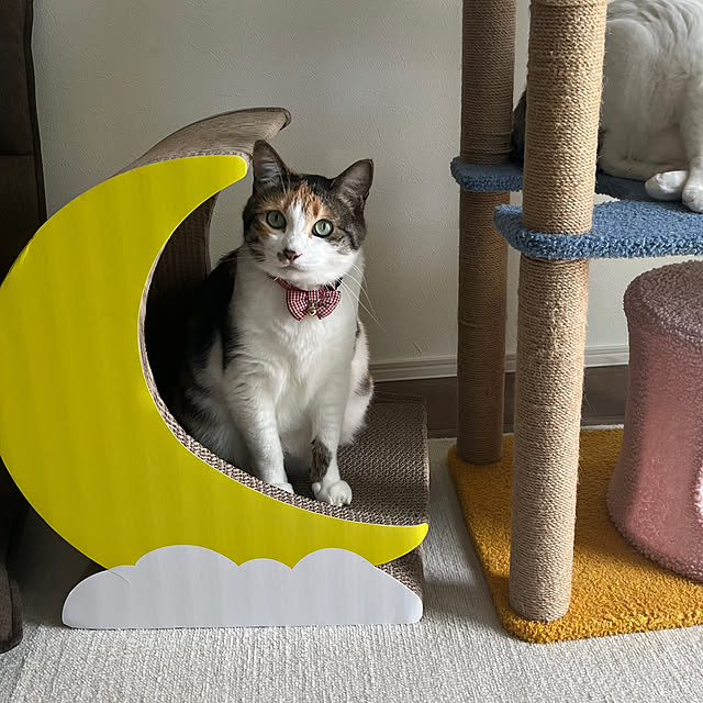 Misakiさんの実例写真
