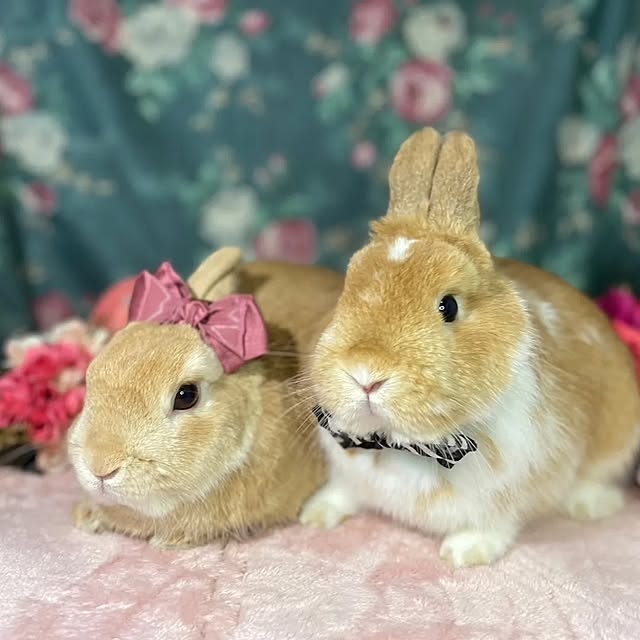 aiさんの実例写真