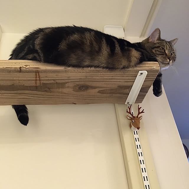mikomaruさんの実例写真
