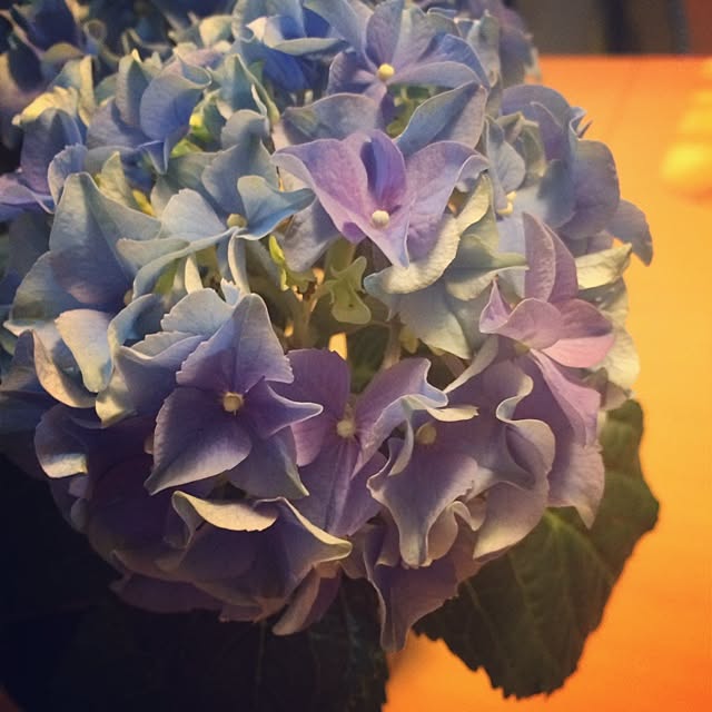 机/紫陽花バカ♥のインテリア実例 - 2014-04-27 10:29:41