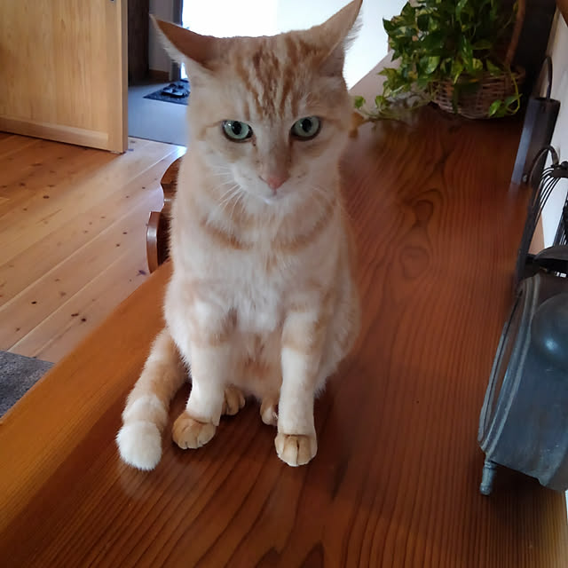 mamenokicafeさんの実例写真