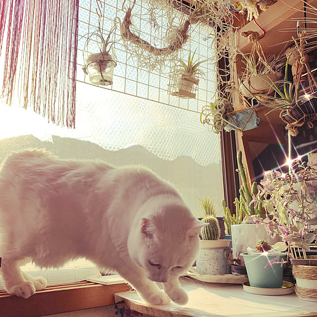 simayaさんの実例写真