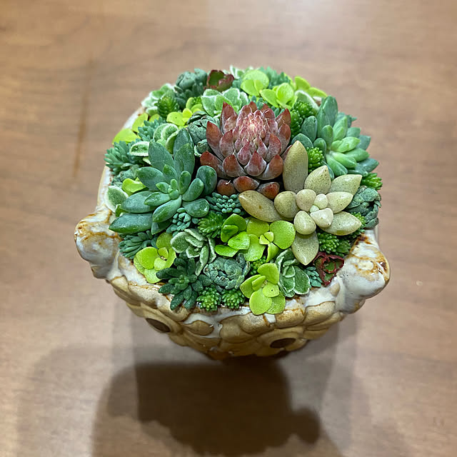 okapiさんの部屋