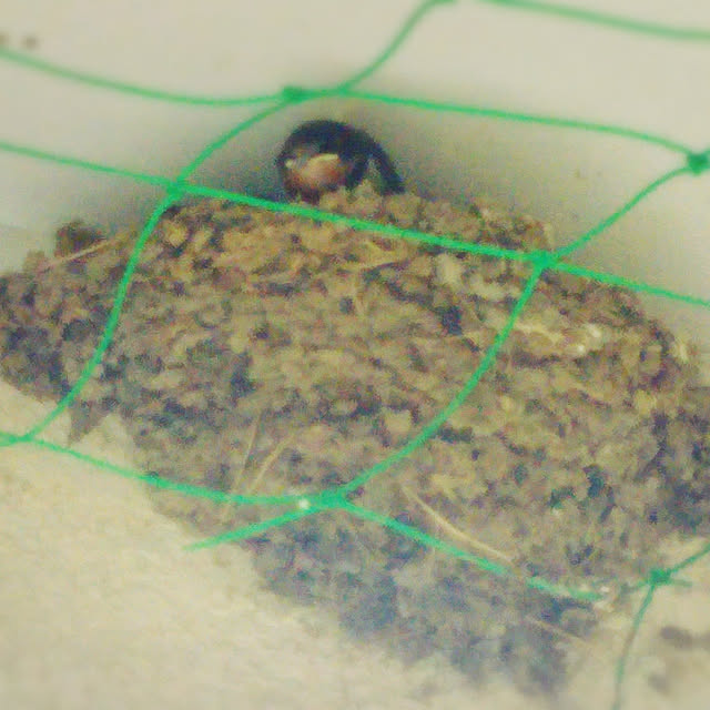 hononoさんの実例写真
