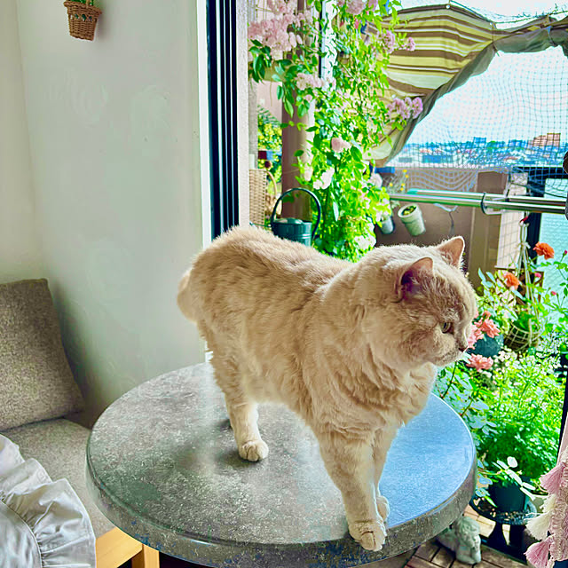 naokoさんの実例写真