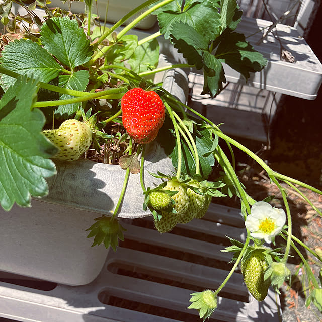 flowerさんの実例写真