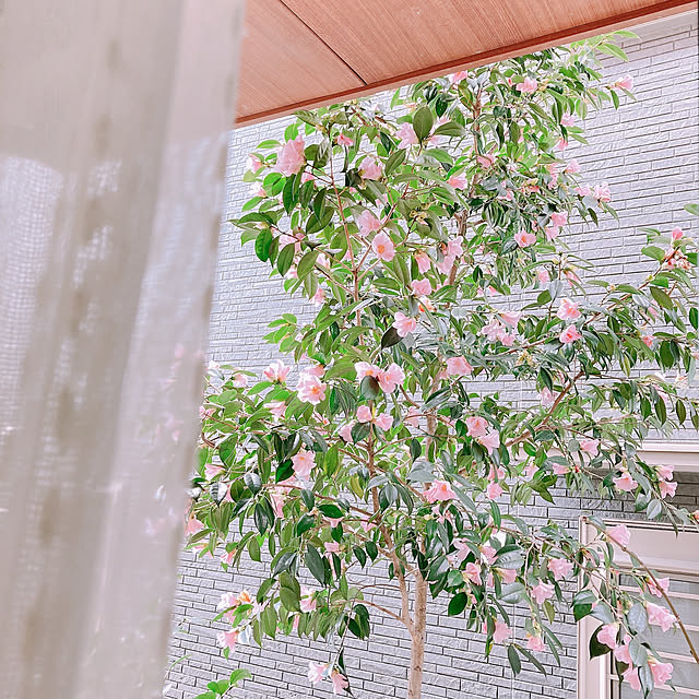 sophiaさんの実例写真