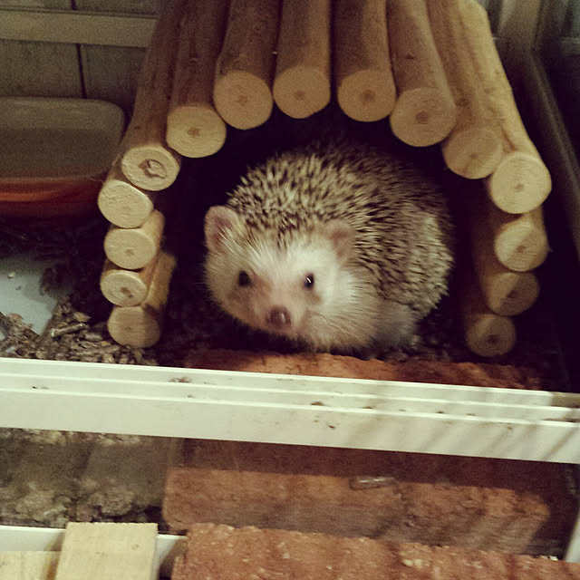 MINIさんの実例写真