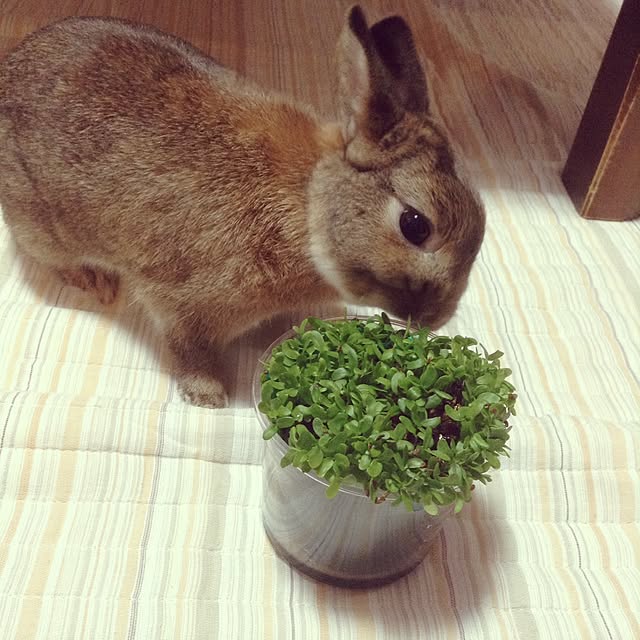 yuzu0223さんの実例写真