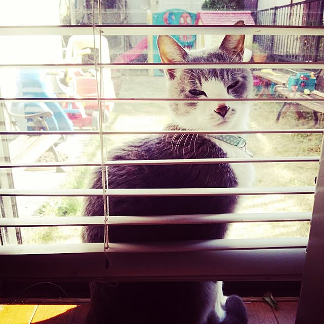 macさんの実例写真