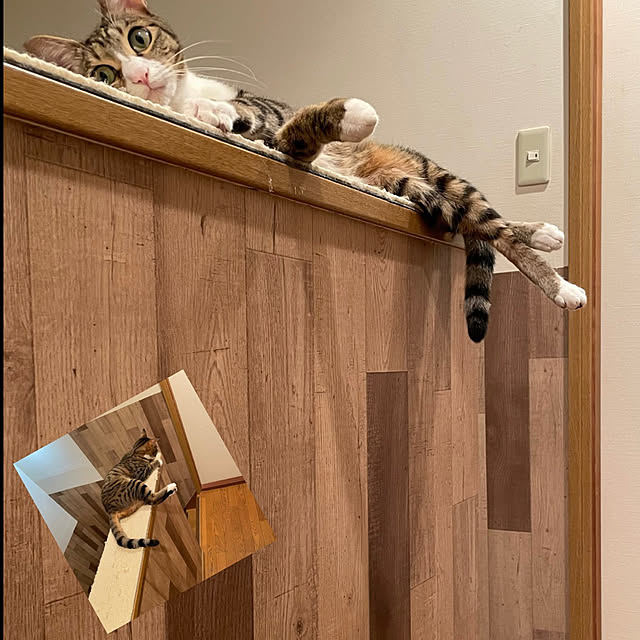nobikoさんの実例写真