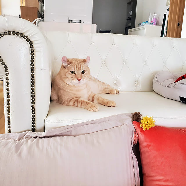 makoさんの実例写真