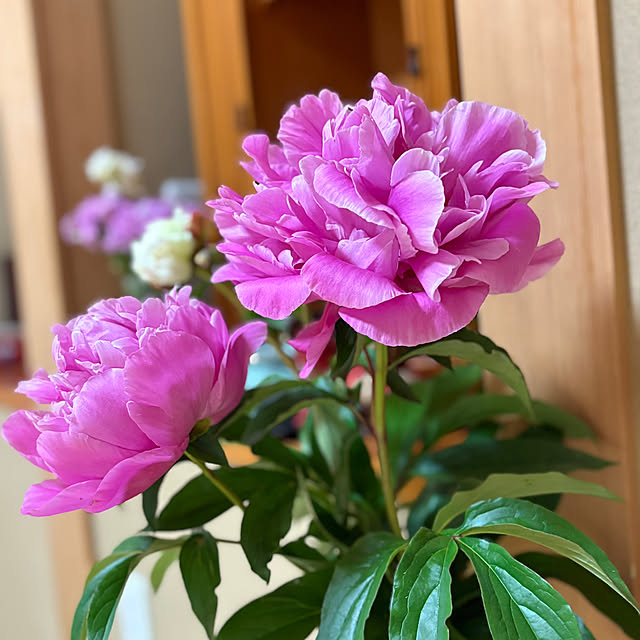Nagakoさんの部屋