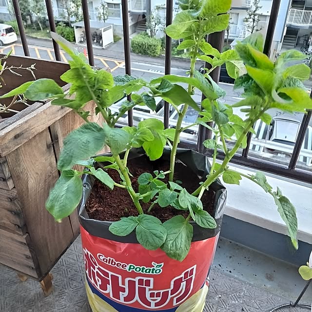 mi-saさんの実例写真