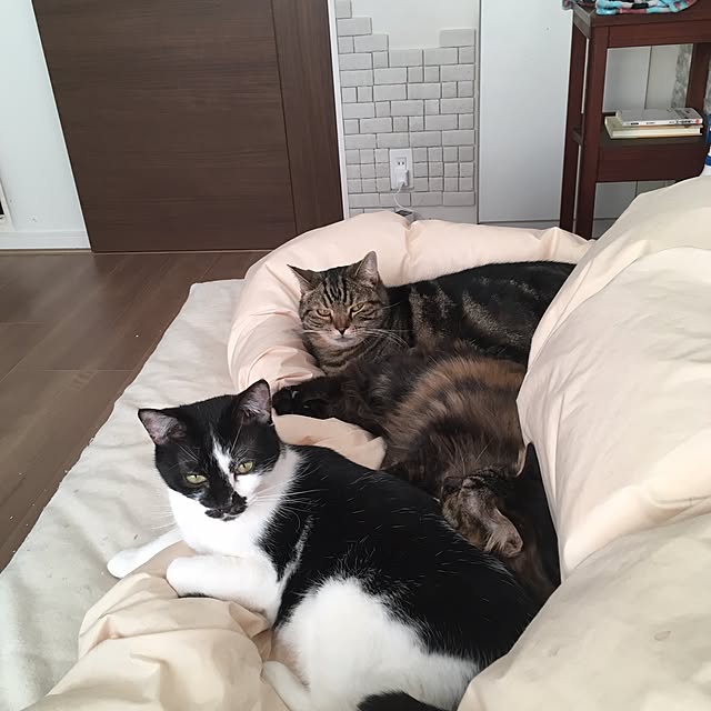 mikomaruさんの実例写真
