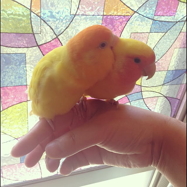 maitanさんの実例写真