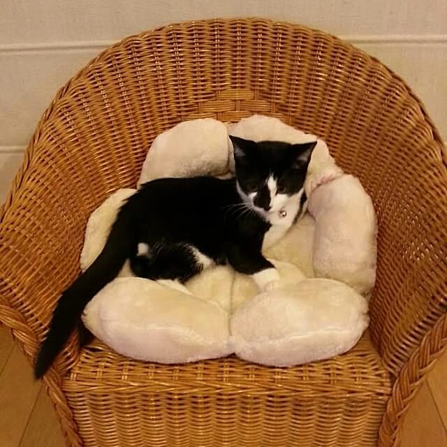 coronさんの実例写真