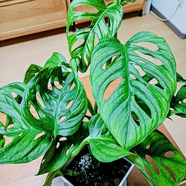 hanachanさんの部屋