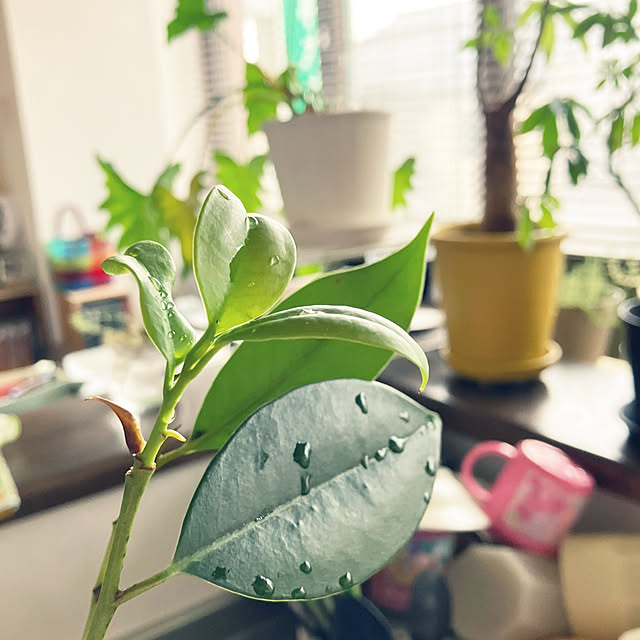 hikaruuさんの部屋