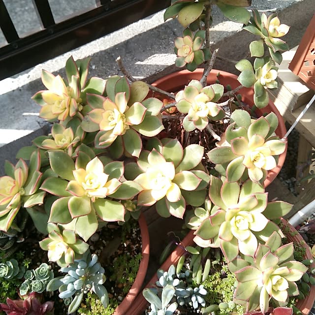 VERANDARJUNさんの実例写真