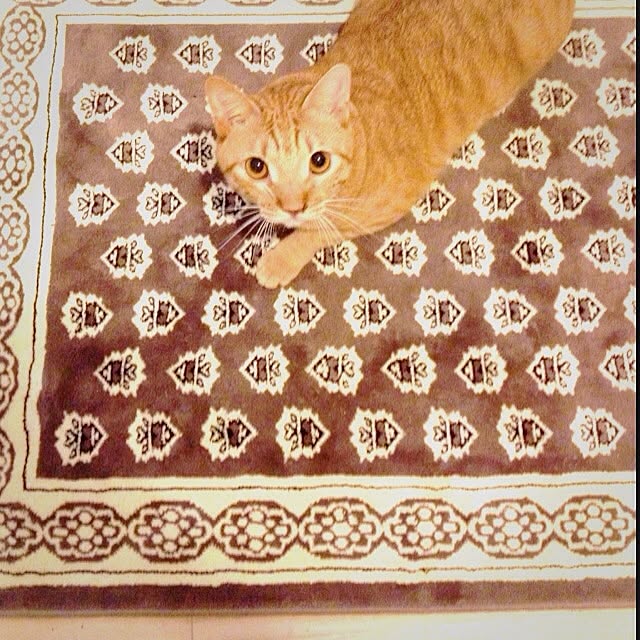 n-sanさんの実例写真