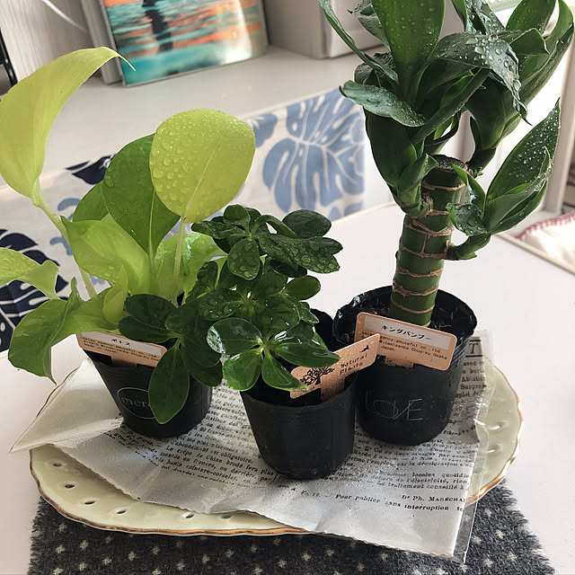 観葉植物/棚のインテリア実例 - 2019-10-16 09:34:04