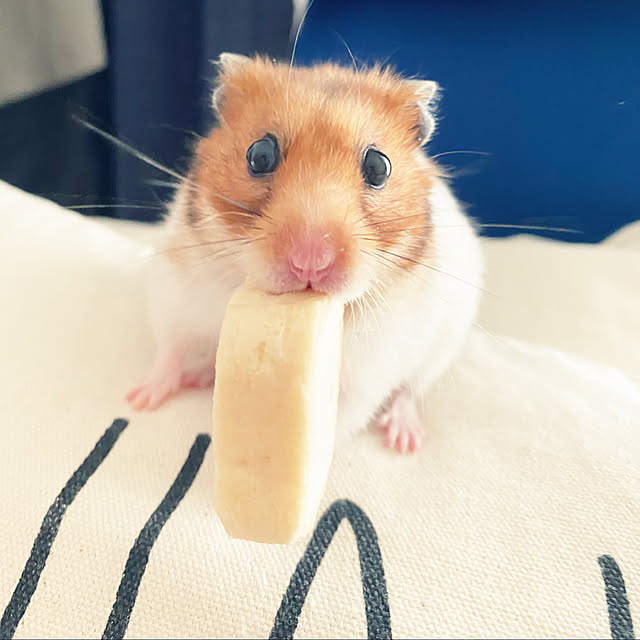ohanaさんの実例写真