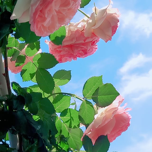 twinkle-butterfly38さんの部屋