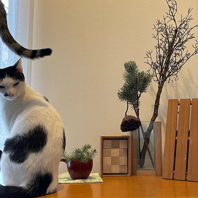 nobikoさんの実例写真