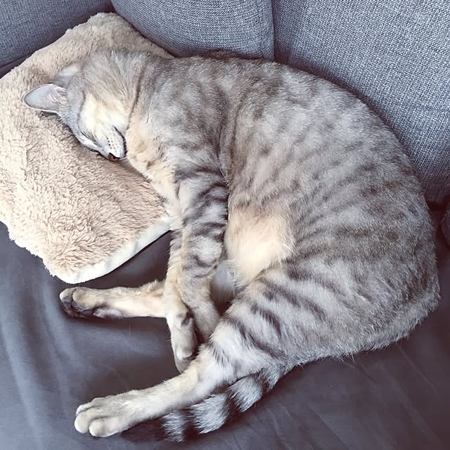Yoshieさんの実例写真