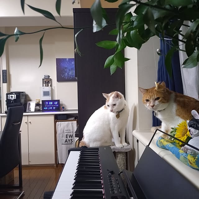NOAHさんの部屋